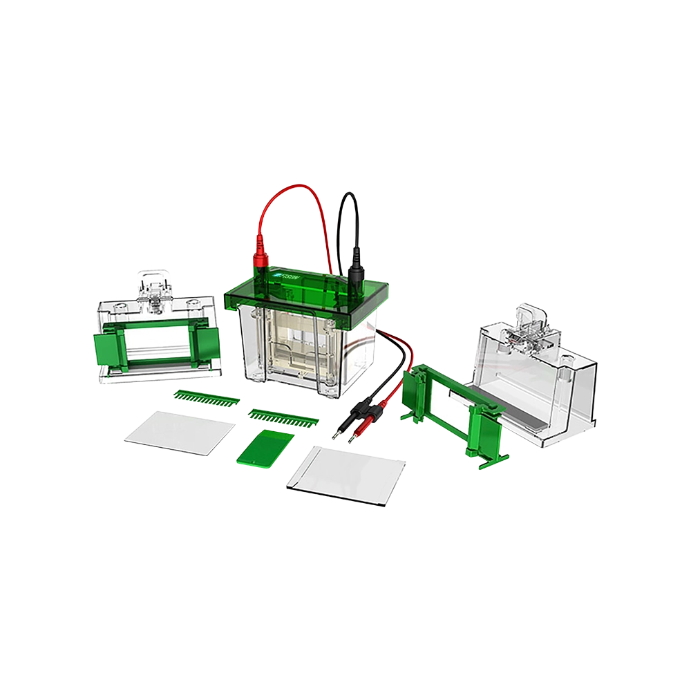 Vertical Electrophoresis System